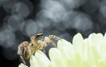 Spider, Bokeh, Insect, Macro, Photography, Animals Wallpaper