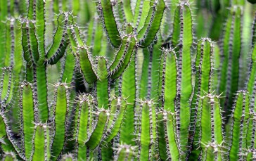 Cactus, Thorns, Nature Wallpaper