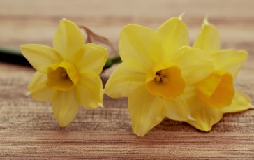 Yellow Petals, Daffodils, Flowers Wallpaper