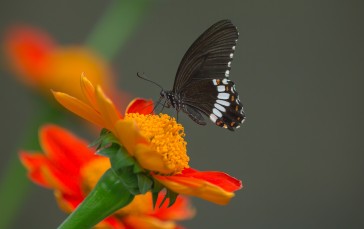 Butterfly, Orange Flower, Macro, Insects, Photography, Animals Wallpaper