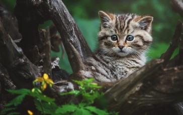 Kitten, Cute, Trunk, Tree Wallpaper