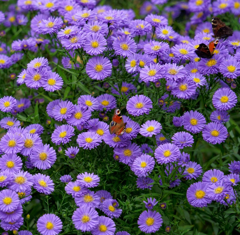 Purple Daisies, Flowerbed, Garden, Macro, Insects Wallpaper