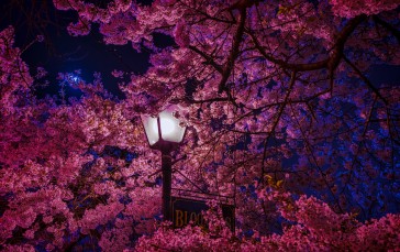 Sakura Blossom, Cherry Petals, Lantern, Leaves, Spring, Pretty Wallpaper