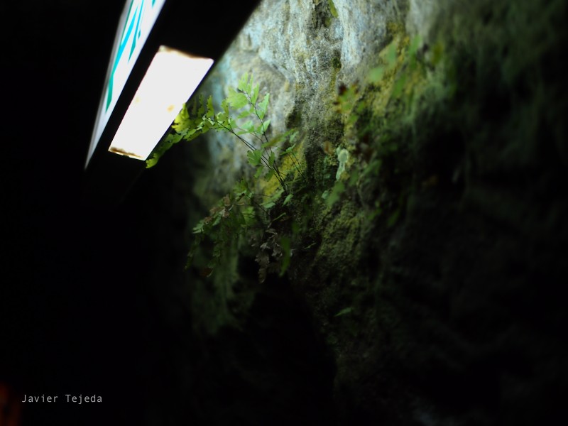 Okinawa, Bunker, Moss, Artificial Lights Wallpaper