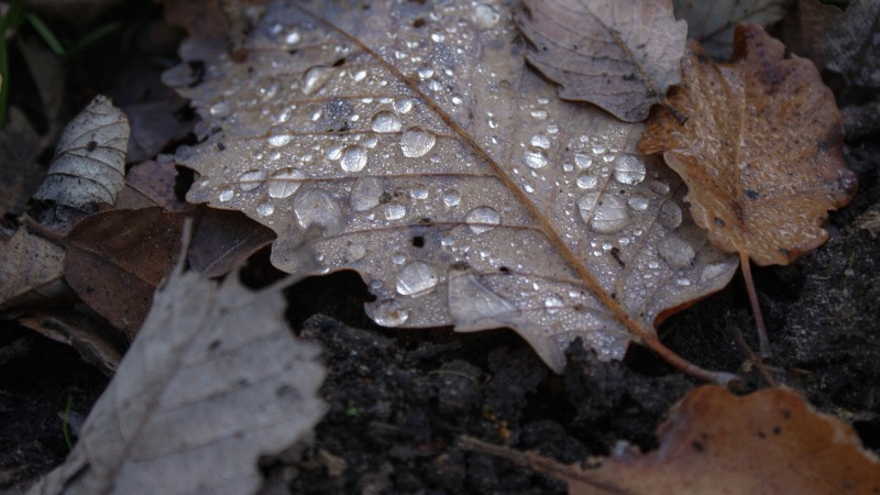 Autumn, Leaves, Dew, Water Drops, Nature Wallpaper