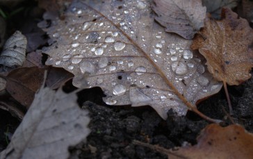 Autumn, Leaves, Dew, Water Drops, Nature Wallpaper