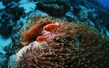 Anemone, Coral Reef, Fish, Underwater Wallpaper