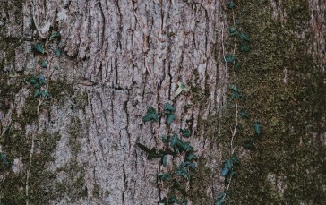 Bark, Moss, Wood, Nature Wallpaper