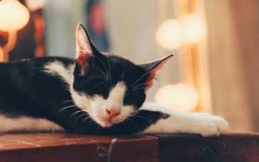 Cat, Sleeping, Bokeh, Cute, Animals Wallpaper