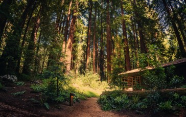 4K, Photography, California, Trees, Nature Wallpaper