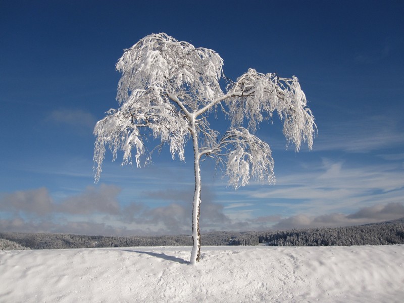 Trees, Nature, Winter, Snow Wallpaper