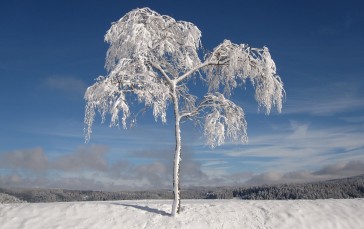 Trees, Nature, Winter, Snow Wallpaper