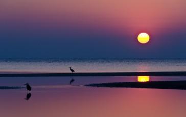 Ocean, Sunset, Pelican, Birds Wallpaper