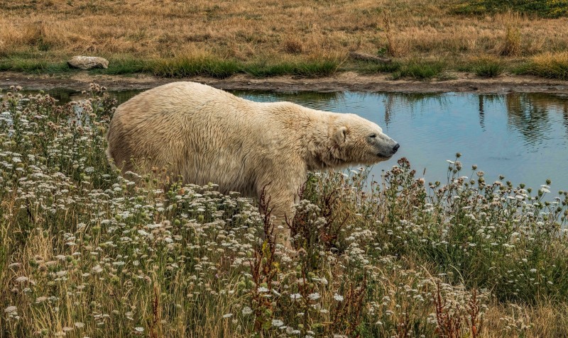 Polar Bear, Field, Predator, Animals Wallpaper