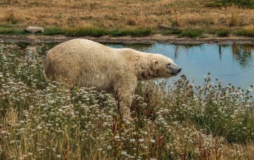 Polar Bear, Field, Predator, Animals Wallpaper