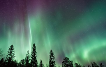 Northern Lights, Aurora, Trees, Night, Sky, Nature Wallpaper