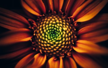 Sunflower, Macro, Petals, Seeds Wallpaper