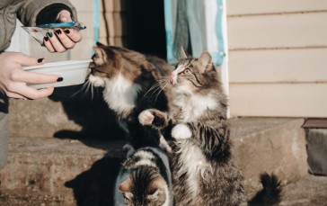 Cat Family, Kitten, Cute, Animals Wallpaper