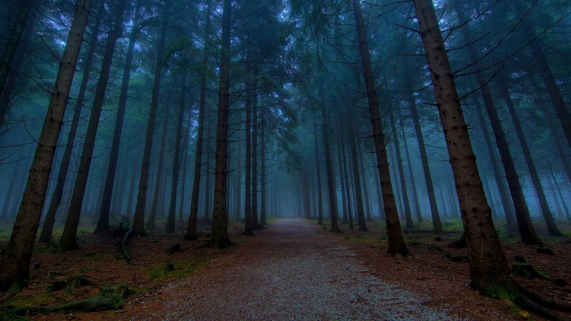 Forest, Mist, Path, Dark Wallpaper