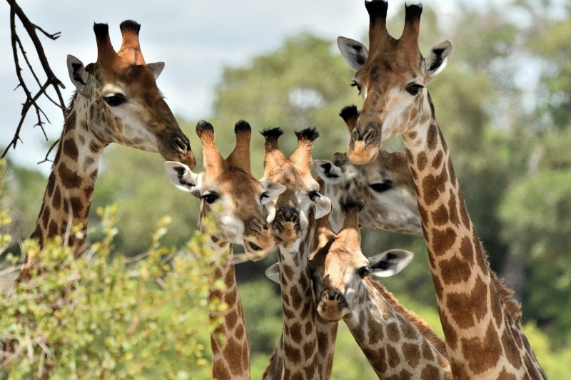 Giraffe, Friends, Wildlife, Animals Wallpaper