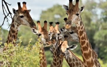 Giraffe, Friends, Wildlife, Animals Wallpaper