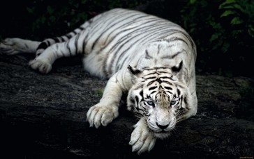 White Tiger, Majestic, Animals Wallpaper