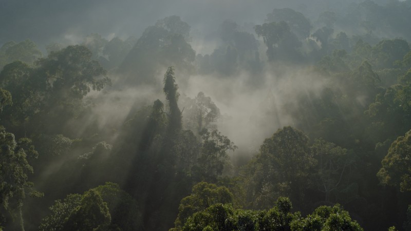 Amazon, Mist, Trees, Landscape Wallpaper