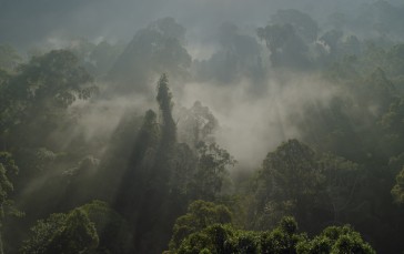 Amazon, Mist, Trees, Landscape Wallpaper