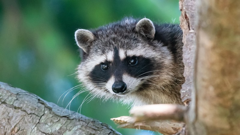 Raccoon, Cute, Hide And Seek, Trunk, Tree Wallpaper
