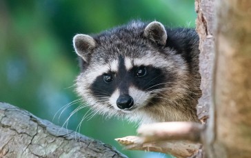 Raccoon, Cute, Hide And Seek, Trunk, Tree Wallpaper