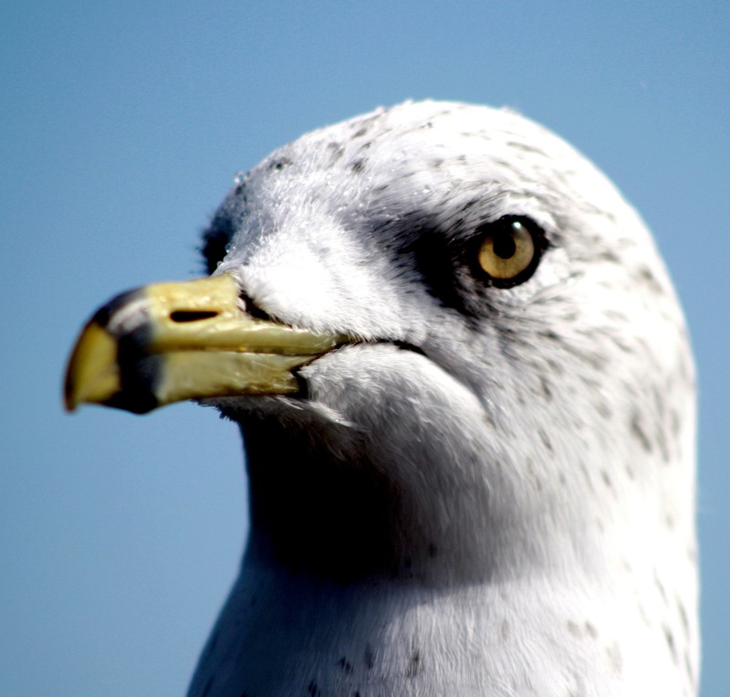 Seagull, Close-up, Macro, Beak, Photography, Animals Wallpaper