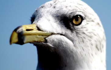 Seagull, Close-up, Macro, Beak, Photography, Animals Wallpaper