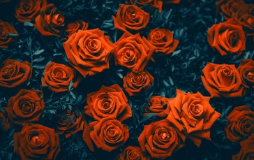 Red Roses, Photography, Close-up, Petals, Flowers Wallpaper