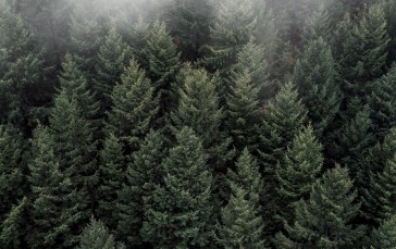 Foggy Forest, Aerial View, Pine Trees, Nature Wallpaper