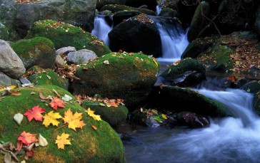 Nature, Water, Leaves, Rocks, River Wallpaper
