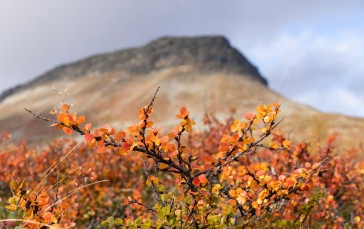Birch, Hills, Finland, Autumn, Landscape Wallpaper