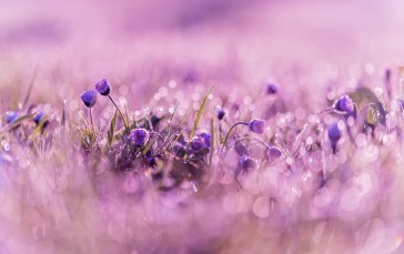 Purple, Droplets, Dew, Bokeh Wallpaper