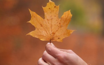 Maple, Hand, Autumn, Fall, Close-up, Leaf Wallpaper