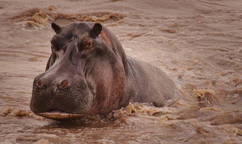 Hippo, Dirty Water, Animals Wallpaper