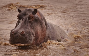 Hippo, Dirty Water, Animals Wallpaper