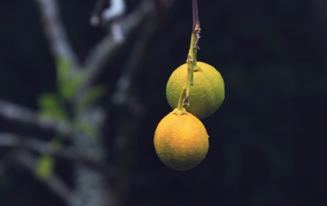 Lemon, Tree, Branch, Fruits, Nature Wallpaper