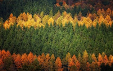 Colorful Trees, Aerial View, Forest, Autumn, Nature Wallpaper