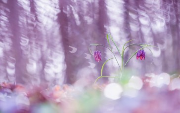Hazy Purple Flowers, Forest, Bokeh, Flowers Wallpaper