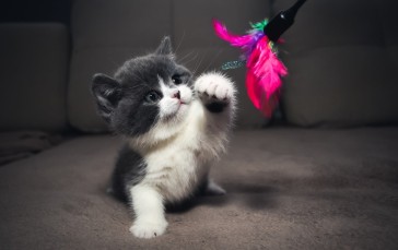 Kitten, Playful, Couch, Toy Wallpaper