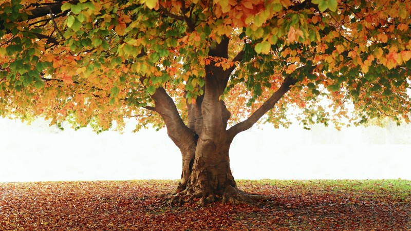 Autumn, Lonely Tree, Fall, Leaves, Nature Wallpaper