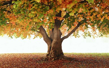 Autumn, Lonely Tree, Fall, Leaves, Nature Wallpaper