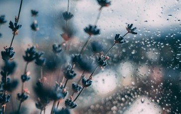 Rain Dropws, Bokeh, Blurry, Plants, Nature Wallpaper