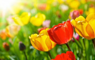 Flowers, Nature, Tulips, Closeup, Plants Wallpaper