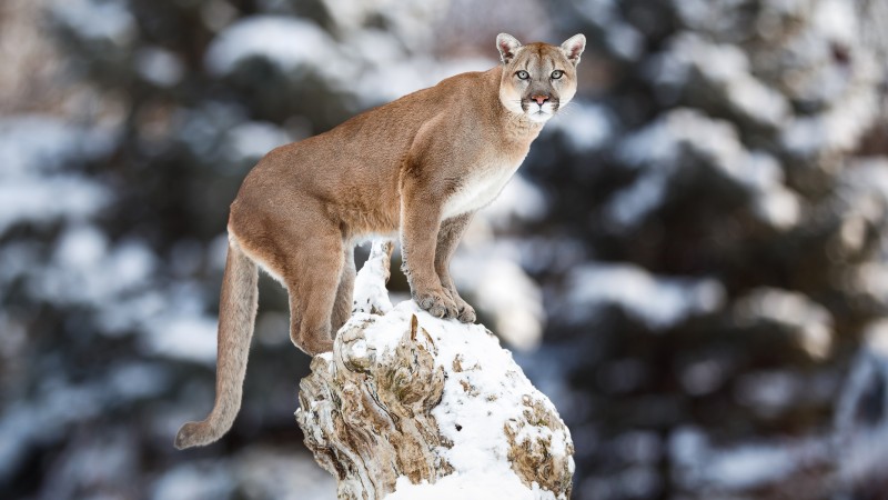 Wildcat, Pumas, Animals, Big Cats, Cougars Wallpaper