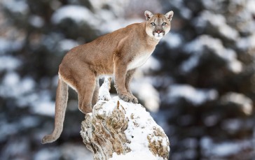 Wildcat, Pumas, Animals, Big Cats, Cougars Wallpaper